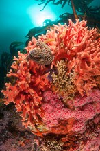 Temperate Reef In Central California With Colorful Marine Life Including Hydrocoral, Strawberry Anemones, Sea Stars, And Urchins.