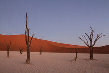 Dead Trees And Sand Dunes After Sunset In Dead Vlei, Namibia.