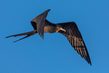 A Frigate Bird In Flight Against A Blue Sky. Belize