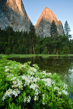 Flowering Western Azalea And Yosemite Valley, Yosemite National Park