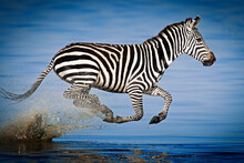 A Zebra Takes Off In Full Gallop Fearing Unseen Dangers Beneath The Waters Of Lake Nakuru, Kenya.