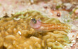 © Tandem Stock - Three striped blenny on coral.