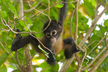 A Young Female Geoffroy's Spider Monkey (Ateles Geoffroyi) In Corcovado National Park, Costa Rica.