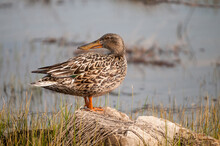 Female Northern Shoveler Duck. Wetland Along The Rocky Mountain Front, Montana.