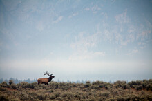 Large Bull Elk Bugling During The Rut In Grand Teton National Park