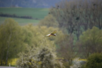 Sticker - Turmfalke bei der Jagd