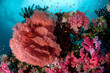 © Tandem Stock - Fiji reef scene with soft corals, gorgonans, and schools of anthias.