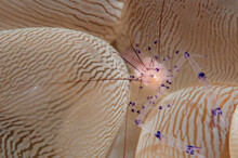 A Commensal Shrimp Peeks Out From A Bubble Coral.