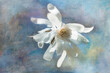 © Tandem Stock - Digital painting of a Star Magnolia blossom.