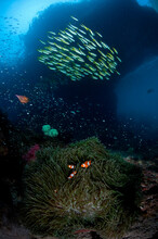 A School Of Snapper Hover In The Current Above False Clownfish In A Host Anemone Under An Island Overhang..
