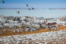 Canada Geese (Branta Canadensis) Fly Off As A Reindeer (Rangifer Tarandus) Trots By On The Coast Near Hyttevika, Svalbard.