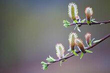 Pussy Willow (Salix Discolor) Catkins In Chugach State Park, Alaska.