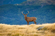 © Tandem Stock - A large Red Deer (Cervus elaphus) stag stands proudly on a tussock grass ridge in Deer Park Heights, near Queenstown, South Island of New Zealand.