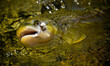 © Tandem Stock - A dry fly caught wild brown trout from a small mountain stream in Utah on a late Summer afternoon.