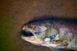 © Tandem Stock - A dead sockeye salmon, Oncorhynchus nerka, in shallow water of Indian Creek, North Cascades National Park.