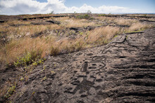 Petroglyphs At Pu'u Loa In Volcanos National Park, Hawaii.