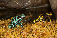 A Pair Of Poison Dart Frogs Sitting On Mossy Ground. Captive.