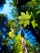 Backlit Leaves In A Washington State Forest.