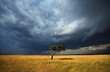 © Tandem Stock - A lone acacia tree under stormy skies in Kenya's Masai Mara National Reserve.