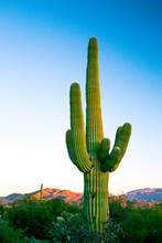 Saguaro Cactus In Arizona, USA.