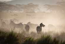 A Mother Zebra Calls For Her Young Baby To Follow In The Masai Mara, Kenya.
