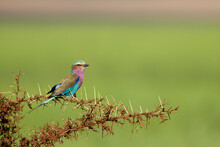 A Very Colorful Lilac-breasted Roller Is Carefully Perched Between The Sharp Thorns Of An Acacia Tree.