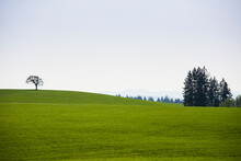A Lone Oak Tree Stands As The Only Survivor Of A Farmer's Land Next To A Few Scattered Clumps Of Pine Trees In Oregon's Willamette Valley, Just South Of Portland, Oregon.