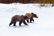© Tandem Stock - A female grizzly bear and bear cub of Grand Teton National Park walk on a frozen portion of Oxbow Bend