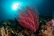 © Tandem Stock - Red soft coral branches move in the current.