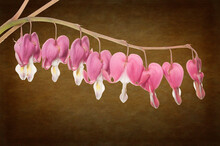 Bleeding Heart Blossoms Combined With A Digital Background