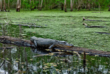 Alligator Sunning On A Tree In The Water, Brazos Bend State Park, Texas