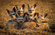 Bat Eared Fox Family on the grassy savannahs of the Masai Mara, Kenya