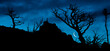 © Tandem Stock - Moon rises as dawn light illuminates the skeletons of Whitebark Pine, Lewis Range, Montana