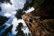 Sequoia Trees, Mariposa Grove, Yosemite National Park