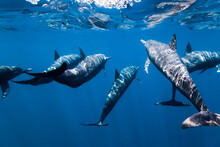 Mexico, Guerrero, Pacific Ocean, 5 Miles Off The Coast Of Ixtapa. A Family Of Wild Dolphins Swimming Joyfully Near The Surface.