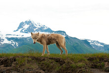 Alaska Wolf Being Watchful