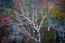 Autumn Snow, Grandfather Mountain, Blue Ridge Parkway