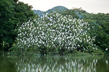 Egrets Congregate On A Tree Around A Lake Near Rio Dulce, Guatemala.