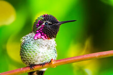 Benicia, CA: An Anna's Hummingbird Poses On A Japanese Maple Branch.