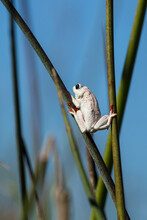 A Painted Reed Frog Clings To Reeds On The Edge Of The Waterway In The Okavango Delta In Botswana.