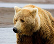 © Tandem Stock - Katmai National Park, AK: closeup of male Alaskan brown bear against river background in Katmai National Park
