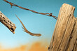 © Tandem Stock - A lizard jumps from one side of the fence to another.