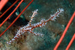 © Tandem Stock - An ornate pipefish.