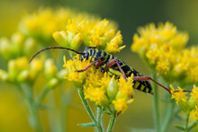 A Colorful Beetle Perched On Yellow Flowers In Virginia.