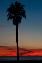 Vivid Sunset With A Silhouetted Palm Tree.