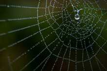 Dew Drop On Spider Web In Western Washington.