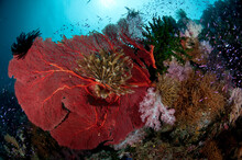 Fiji Reef Scene With A Red Gorgonian, Crinoids, Soft Corals, And Schools Of Anthias.