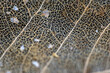 © Tandem Stock - A leaf that has worn away leaving a lattice like skeleton.