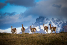 Guanacos (lama Guanicoe) Grazing With Cuernos Del Paine Peaks In The Background.