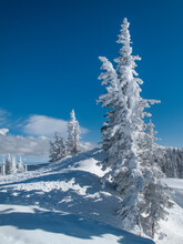 Snow Covered Trees In The Wintery Rocky Mountains, Routt National Forest, Mount Werner, Near Steamboat Springs, Colorado.